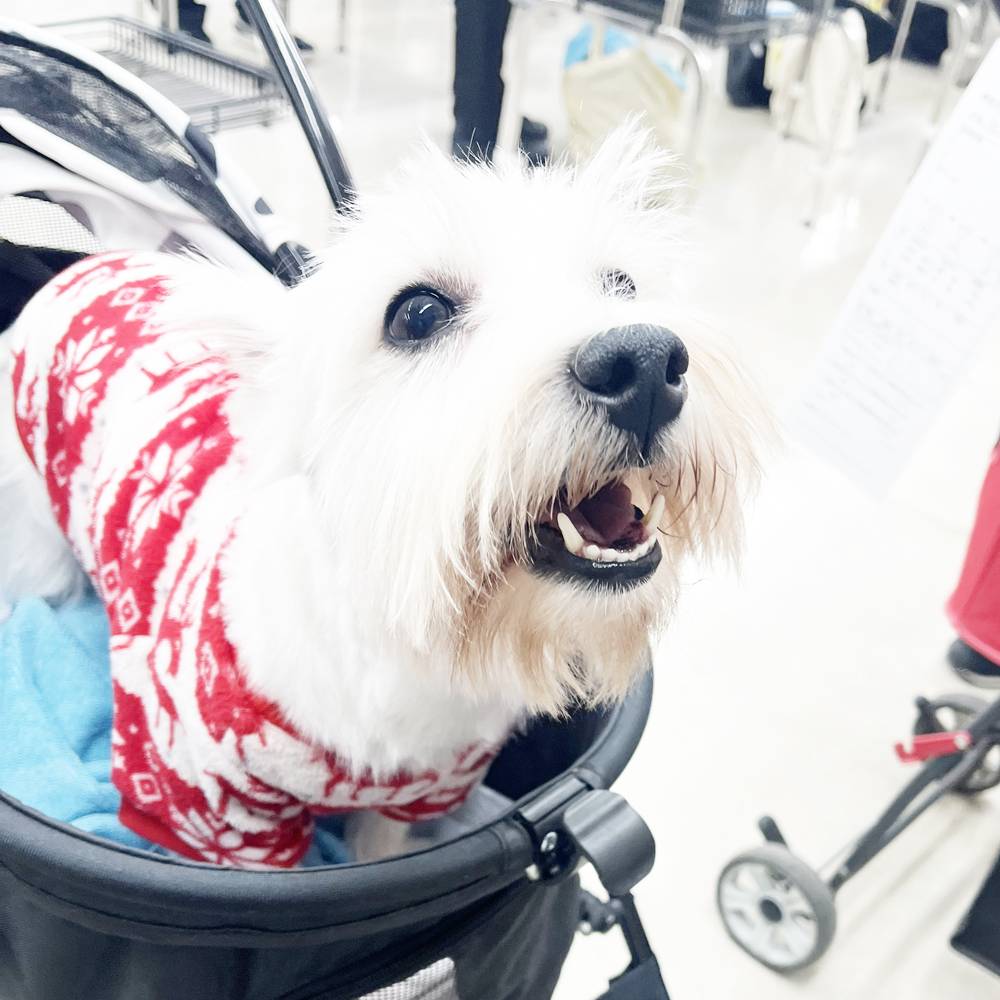 卒業犬たちが来てくれました♪